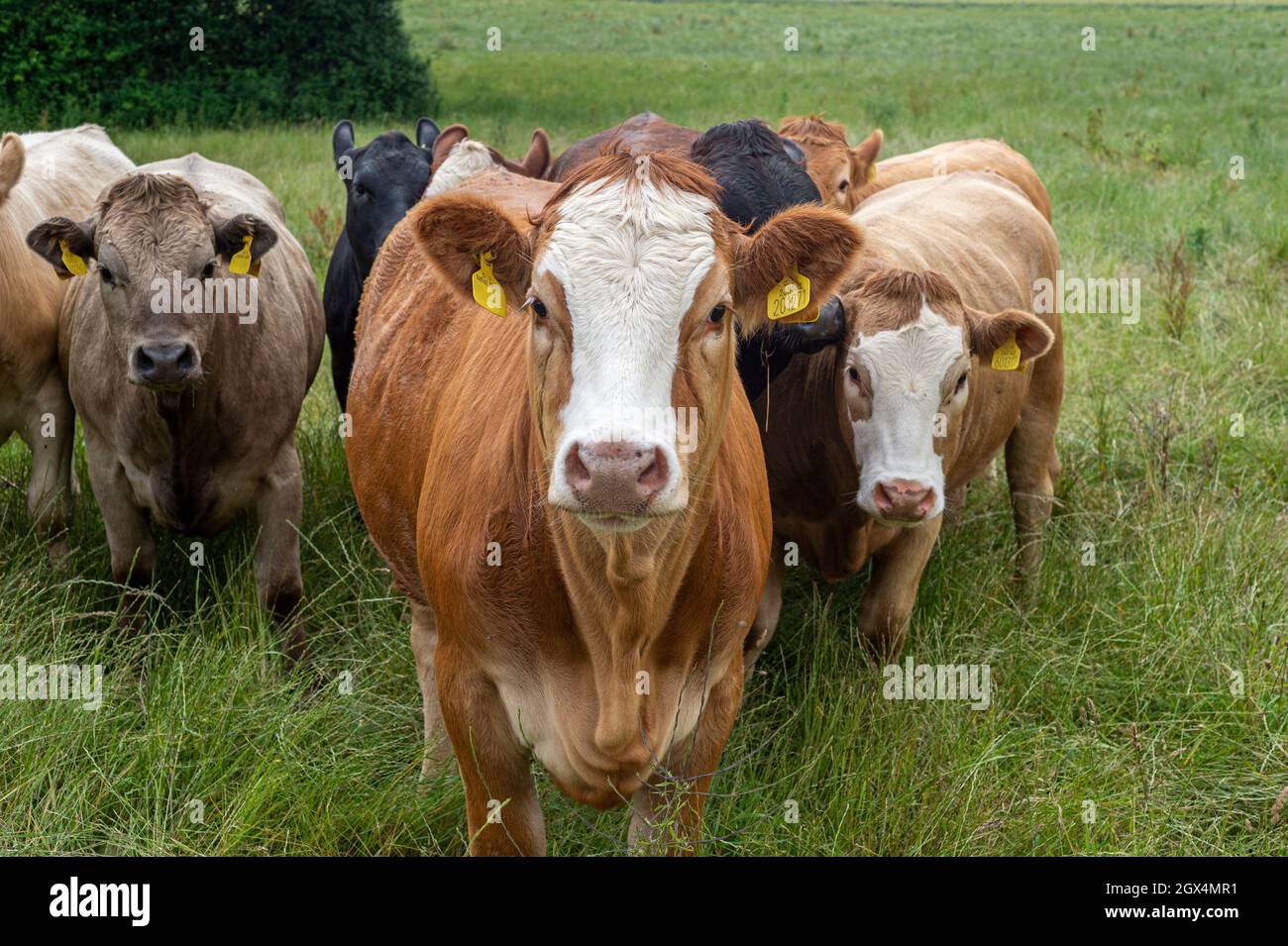 Gruppo di mucche insieme riunirsi in un campo, guardando verso la macchina fotografica. Foto Stock