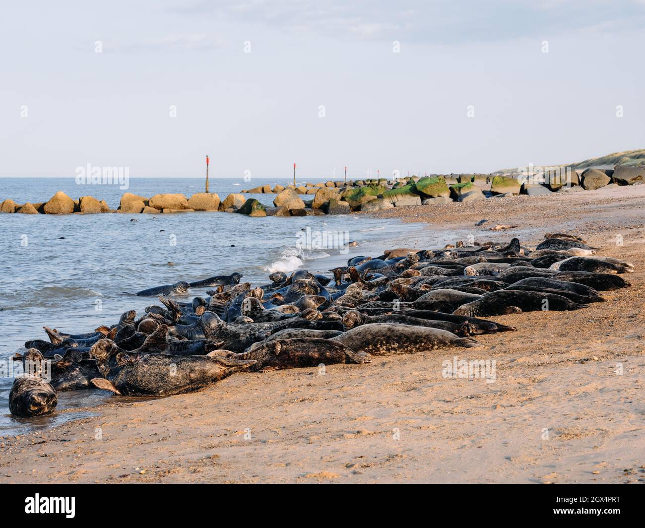 La colonia di foche dell'Atlantic Grey a Horsey e Winterton Beach sulla Norfolk Coast a Horsey Norfolk Inghilterra UK Foto Stock