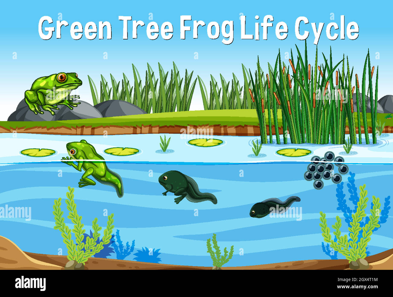 Ciclo di vita della rana dell'albero verde Illustrazione Vettoriale