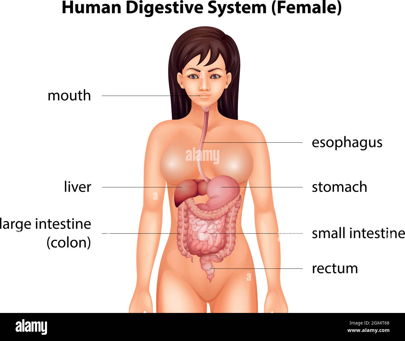 Apparato digestivo umano Illustrazione Vettoriale