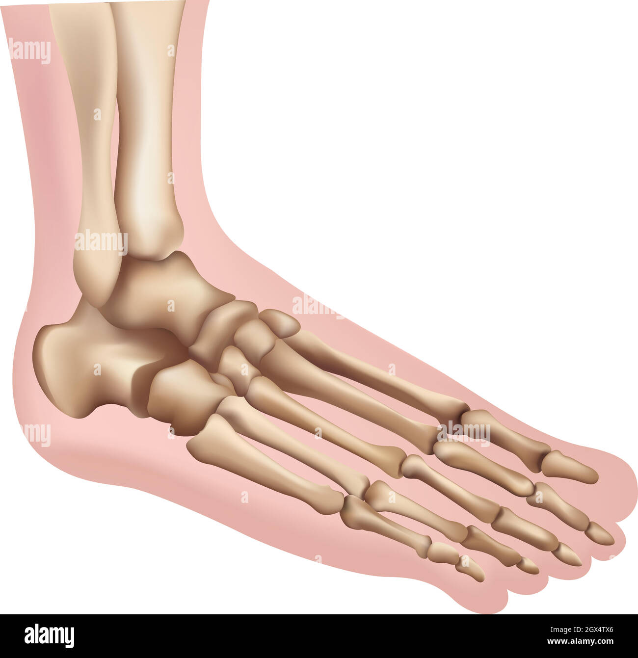 Piedi Illustrazione Vettoriale