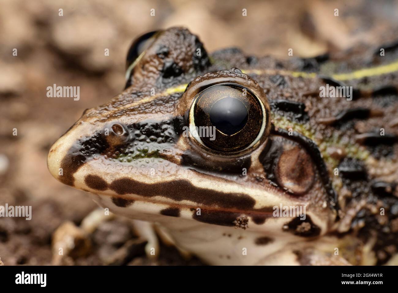 Ritratto laterale di Bullfrog, Oplobatrachus tigerinus, Satara, Maharastra, India Foto Stock