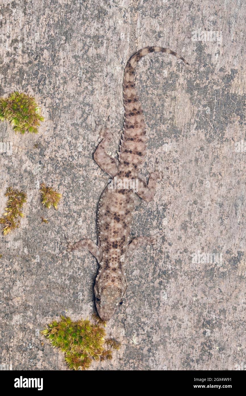 Murrys complesso gecko, Hemidectylus spp, Bhimashankar, Maharashtra, India Foto Stock