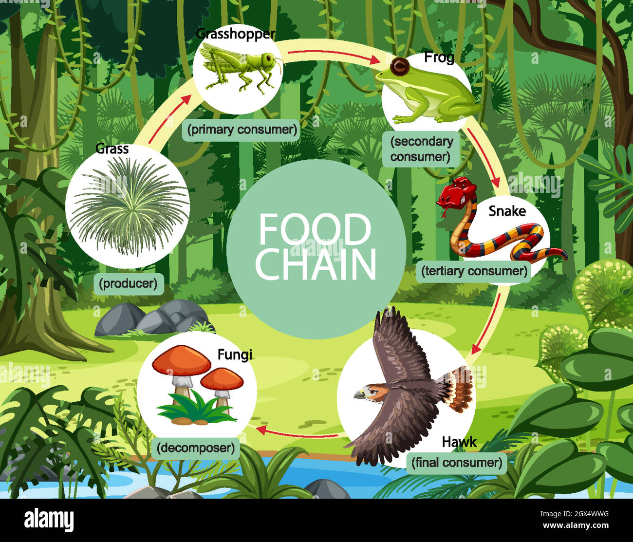 Concetto di diagramma della catena alimentare sullo sfondo della foresta Illustrazione Vettoriale