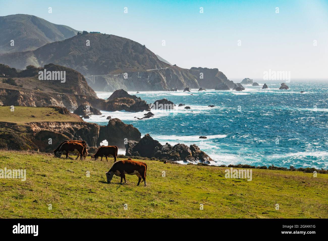 Le mucche pascolano in un campo vicino alla state Route 1 a Big sur, lungo la costa del Pacifico dello stato della California degli Stati Uniti Foto Stock