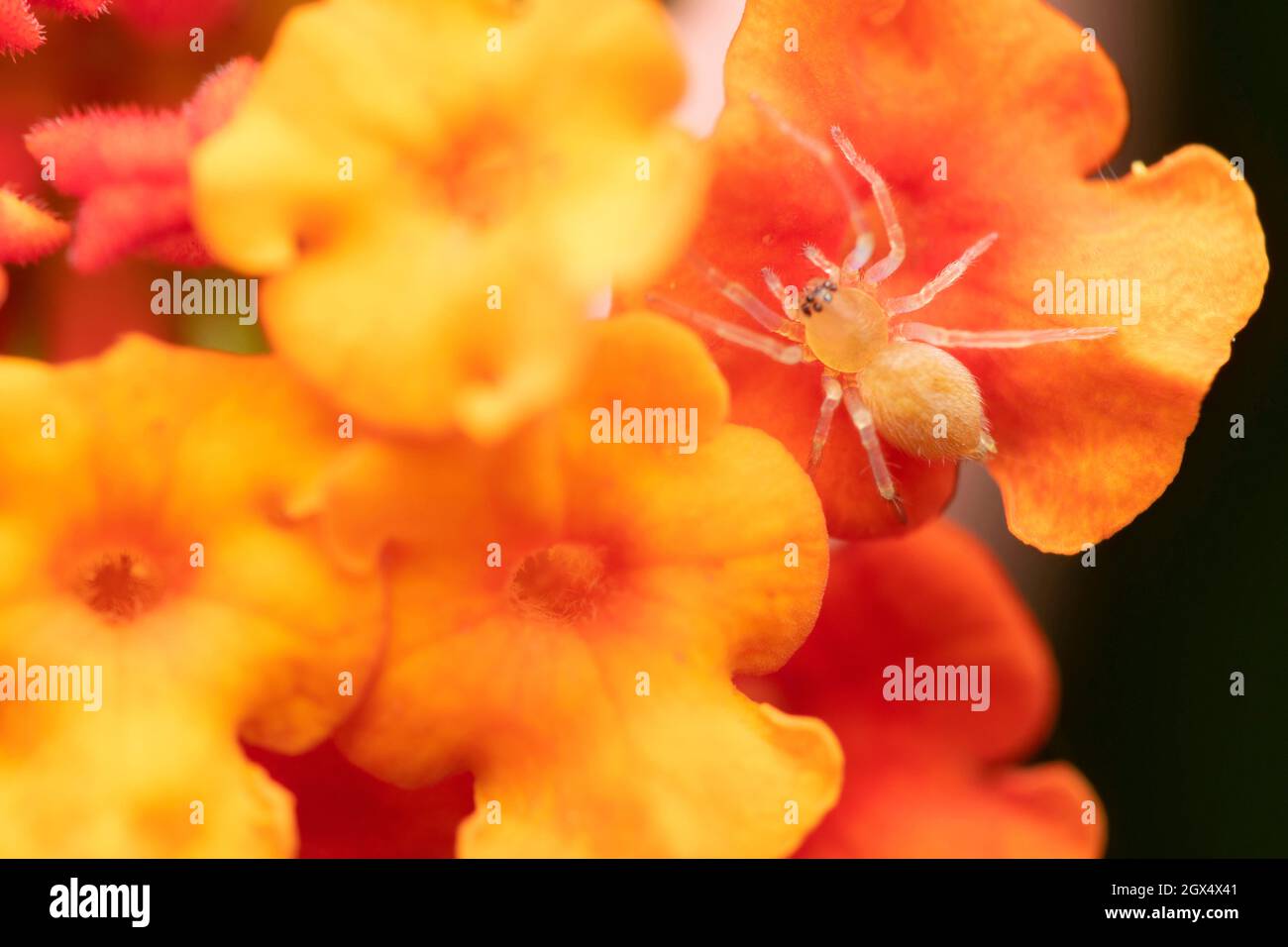 Sac ragno sul fiore, Cheiracanthium incusum, Satara, Maharashtra, India Foto Stock