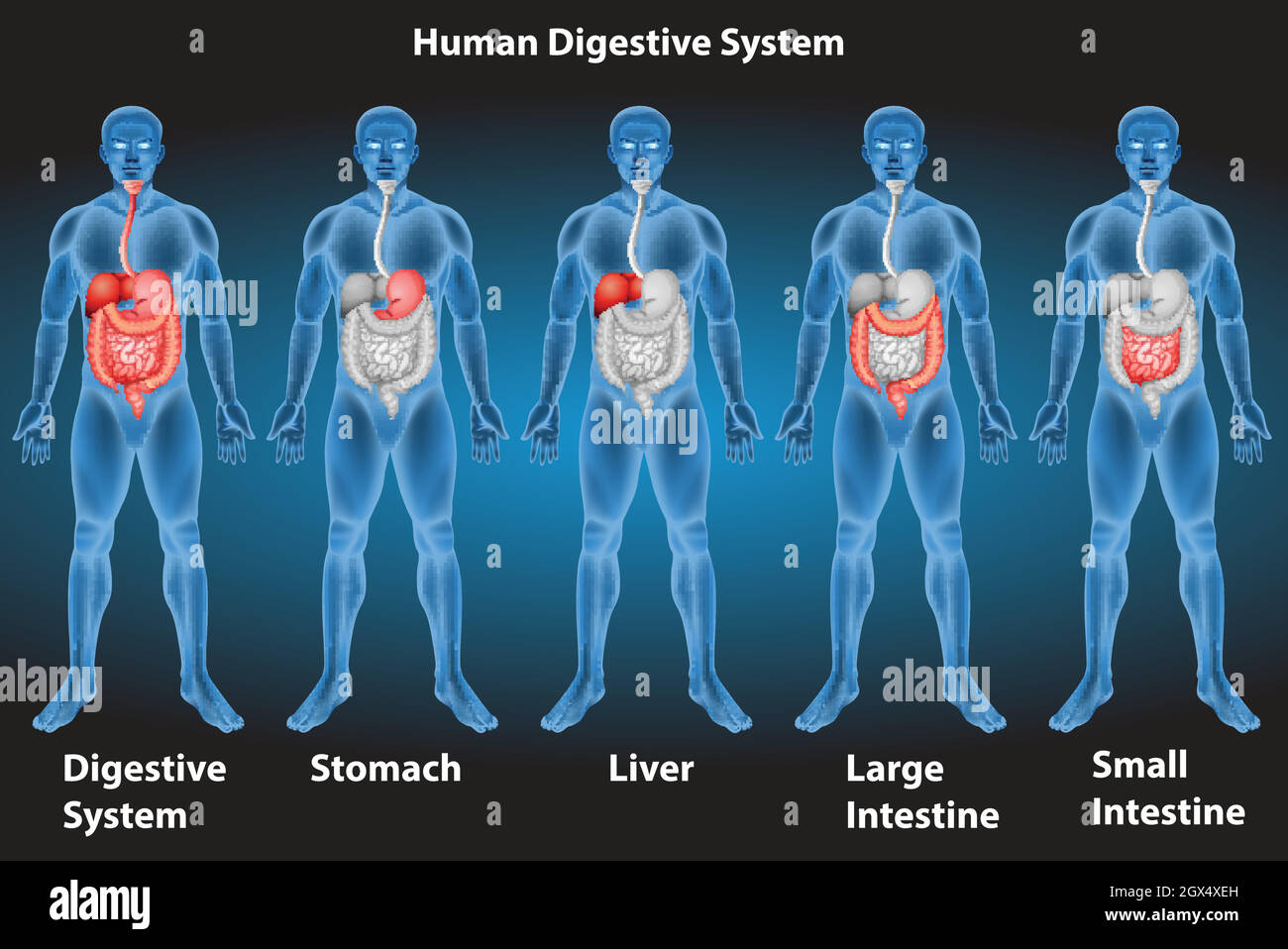 Sistema digestivo Illustrazione Vettoriale