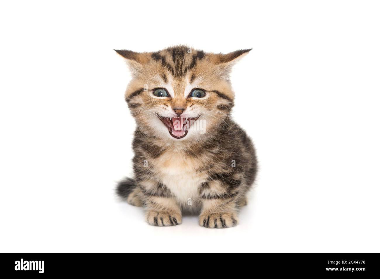 Il divertente gattino scozzese si mea ad alta voce, come ridendo, isolato su uno sfondo bianco Foto Stock