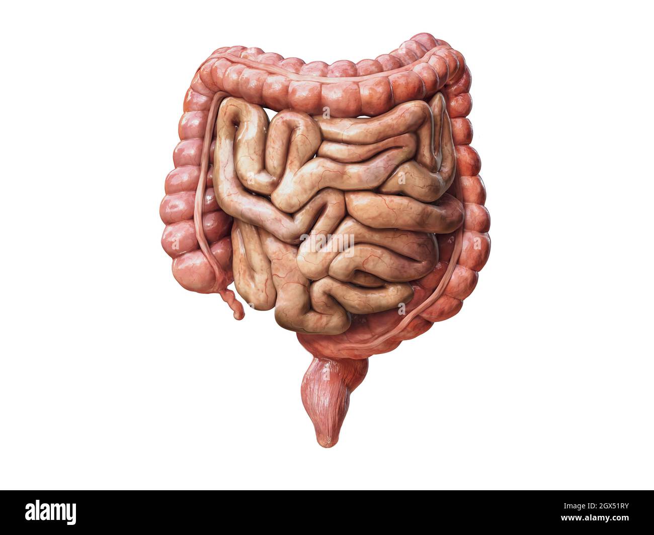 Intestino crasso e piccolo isolato su bianco. Anatomia del sistema digestivo umano. Tratto gastrointestinale. illustrazione del rendering 3d Foto Stock