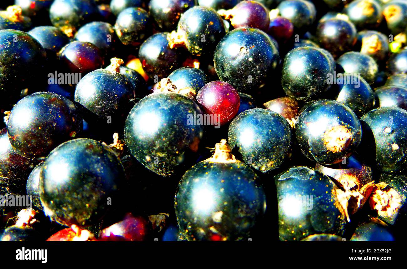 Bacche di ribes. Raccolta frutti di bosco, molti frutti di bosco, fotografia ravvicinata. Immagine di sfondo con texture Foto Stock