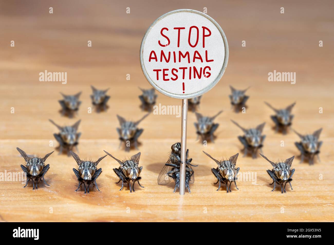 Il gruppo di un mosche si leva con un bordo con un testo Stop Animal Testing. Foto Stock
