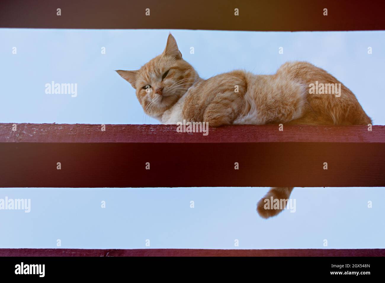 Un gatto di strada rosso. Ritratto di un gatto di zenzero a strisce seduto su un fascio di legno su uno sfondo blu cielo. Uno sguardo sly premuroso dall'alto direttamente io Foto Stock