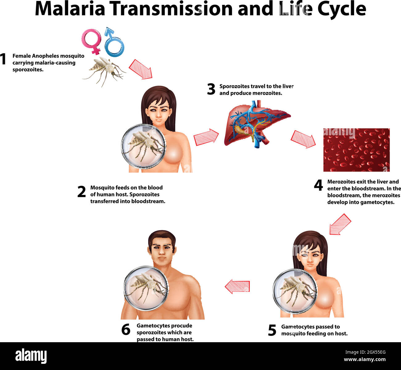 Malaria trasmissione e ciclo di vita Illustrazione Vettoriale