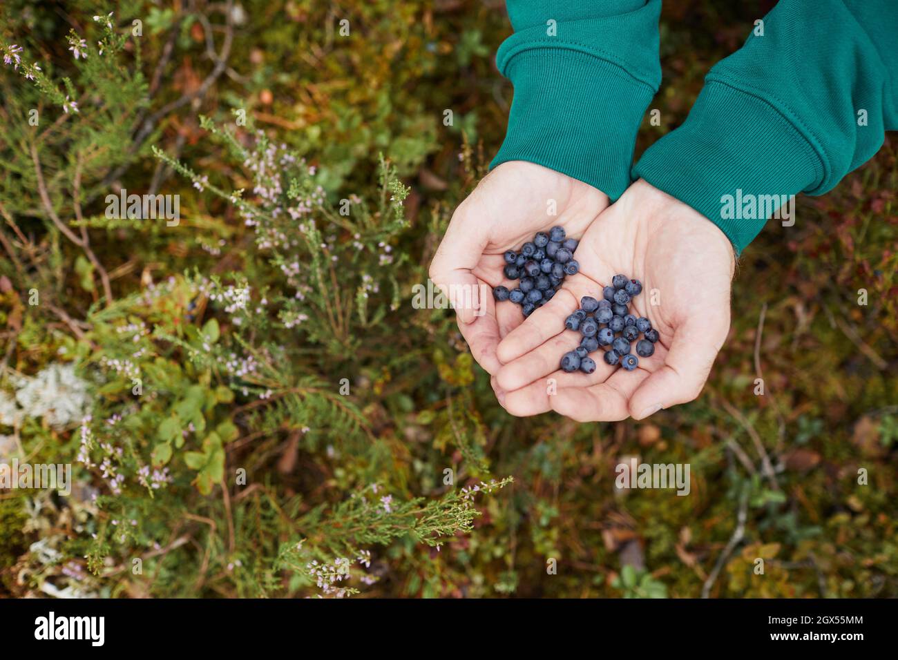 Vista dall'alto primo piano di mani maschili che tengono mirtilli nella foresta, escursioni, viaggi e prodotti freschi concetto, spazio copia Foto Stock