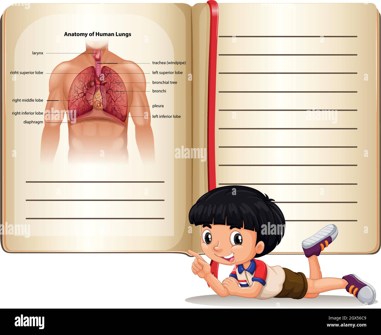 Ragazzo e libro di anatomia umana Illustrazione Vettoriale