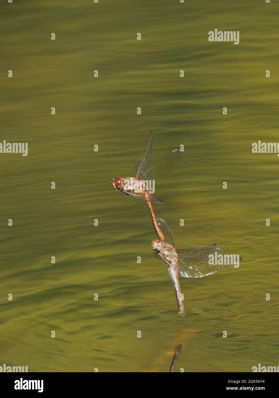 Comune Darter Dragonfly - Coppia in volo ovipositing Sympetrum striolatum Great Leighs,Essex,UK IN003350 Foto Stock