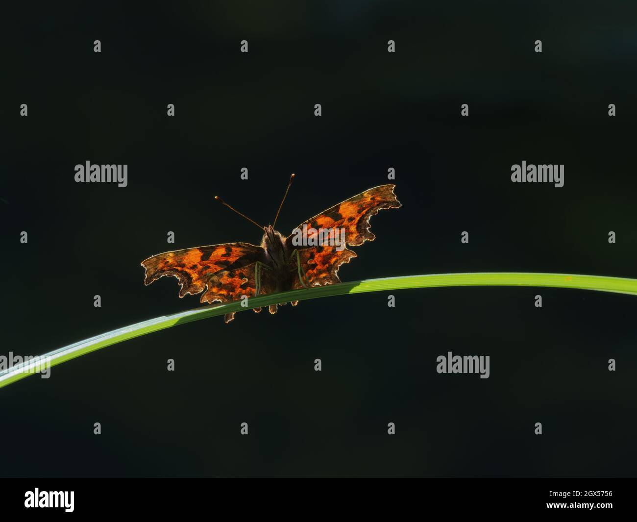Comma Butterfly Polygonia c-album Great Leighs,Essex,UK IN003511 Foto Stock