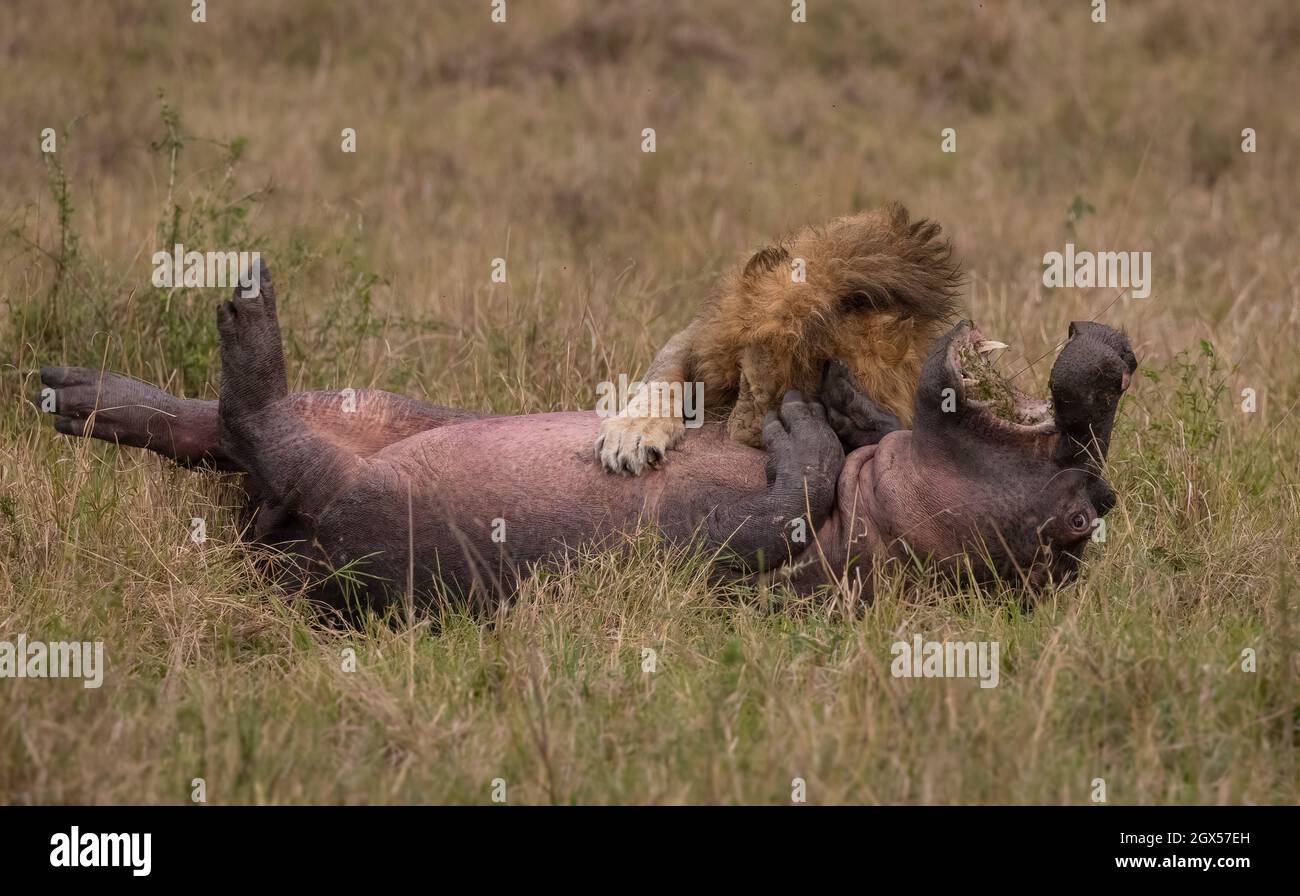 Un leone nel Maasai Mara Africa Foto Stock