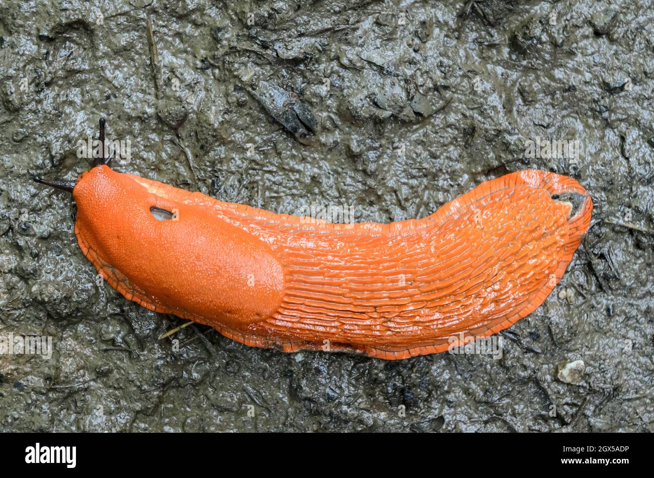 Red Slug, Arion rufus, noto anche come il grande slug rosso, arion cioccolato e slug rosso europeo strisciando su terreno fangoso, Germania, Europa Foto Stock