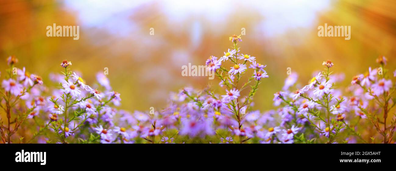 Symphyotrichum dumosum, risice button aster o bush aster, Aster alpinus o Alpine aster fiore viola o lilla sullo sfondo della foresta autunnale. Au Foto Stock
