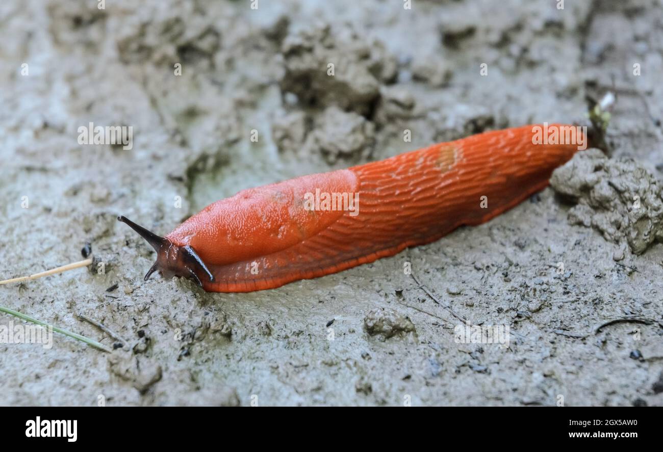Red Slug, Arion rufus, noto anche come il grande slug rosso, arion cioccolato e slug rosso europeo strisciando su terreno fangoso, Germania, Europa Foto Stock