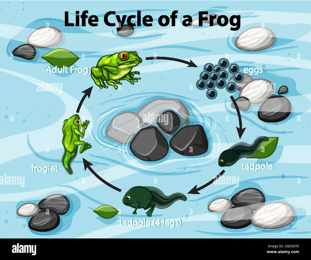 Diagramma che mostra il ciclo di vita della rana Illustrazione Vettoriale