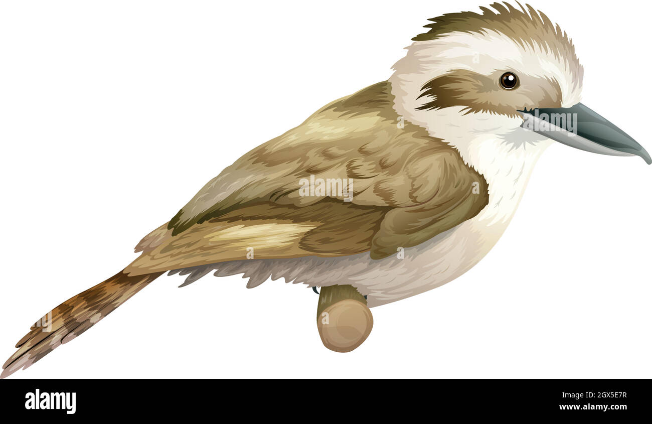 Kookaburra Illustrazione Vettoriale