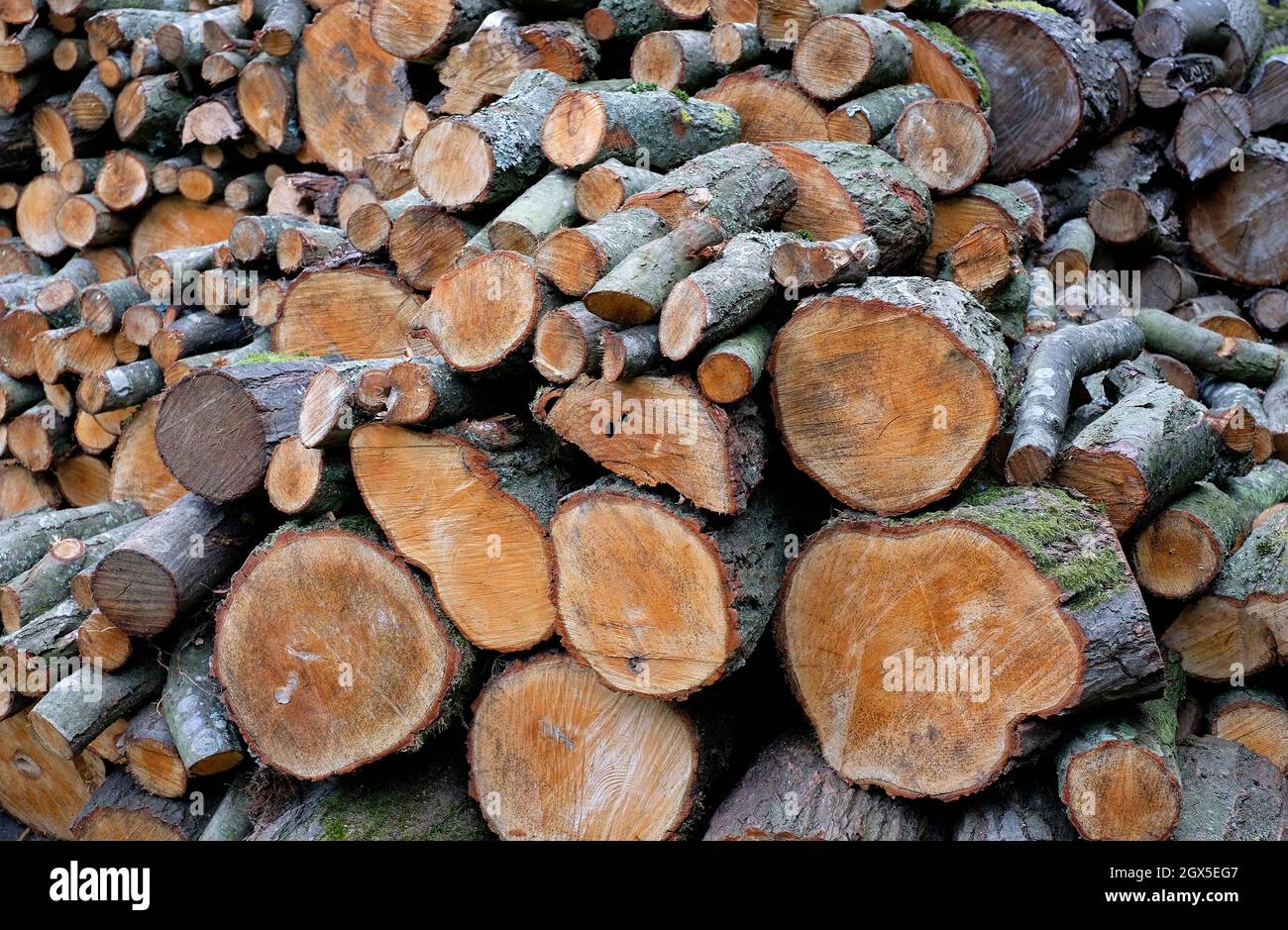 mucchio di tronchi di legna da ardere, yorkshire, inghilterra Foto Stock