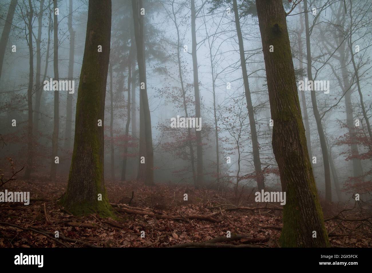 nebbia fredda mattutina in una faggeta tedesca nei mesi invernali Foto Stock