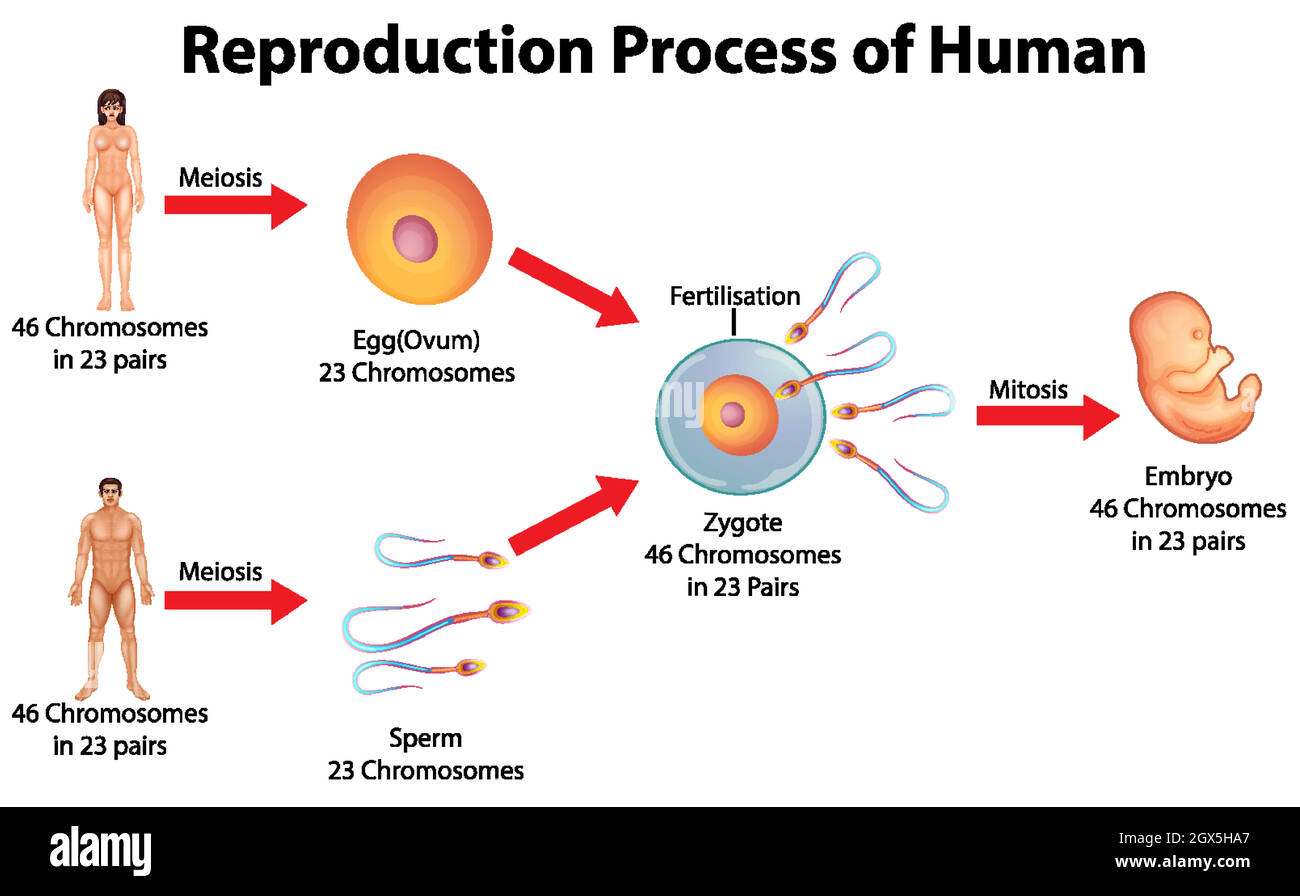 Processo di riproduzione dell'uomo Illustrazione Vettoriale