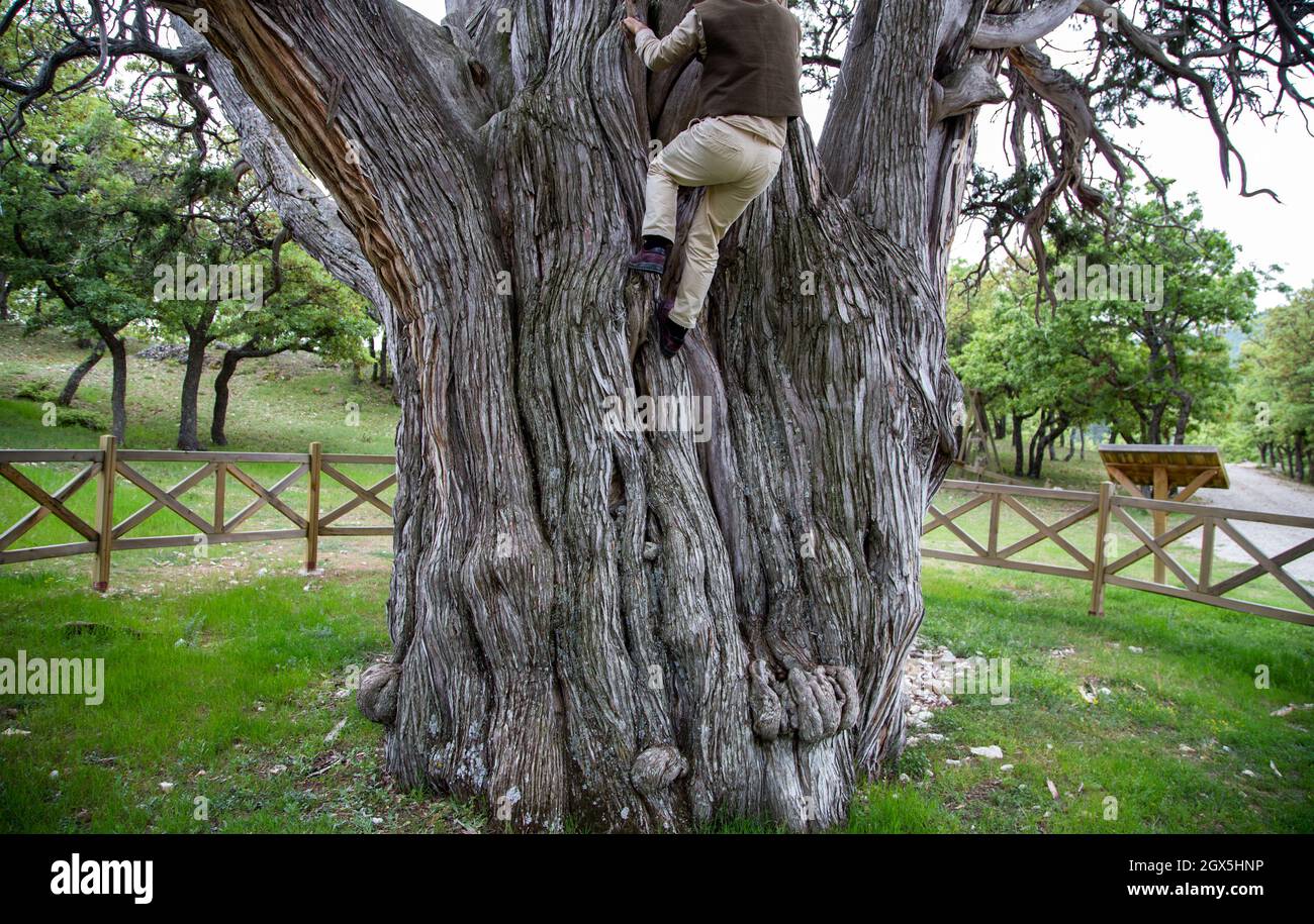 Ankara, Turchia - 05-12-2016:Un albero di Juniper che ha 1084 anni Foto Stock