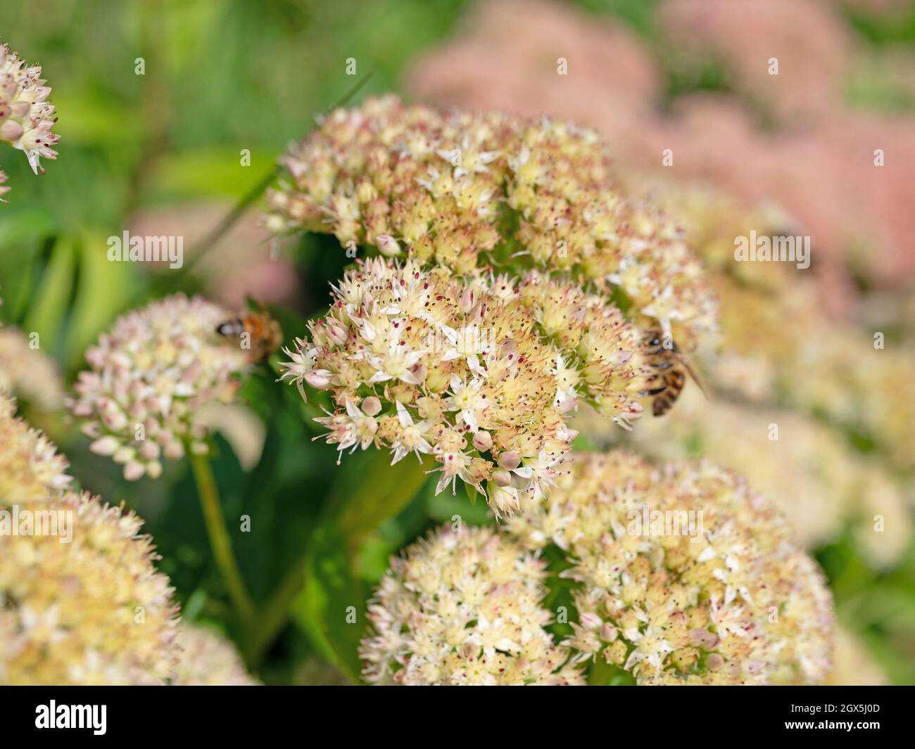 Pianta di sedum a fiore bianco, HyloTelephium telephium Foto Stock