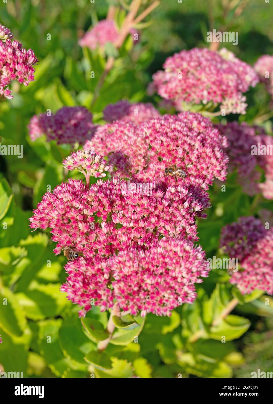 Pianta di sedum a fiore rosso, HyloTelephium telephium Foto Stock