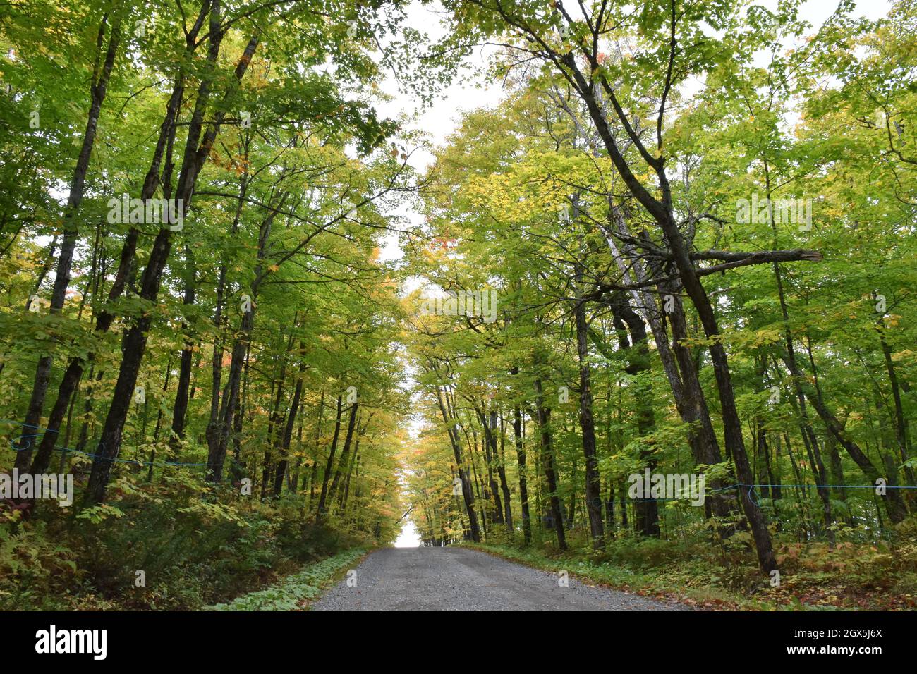 La strada dell'acero in autunno Foto Stock