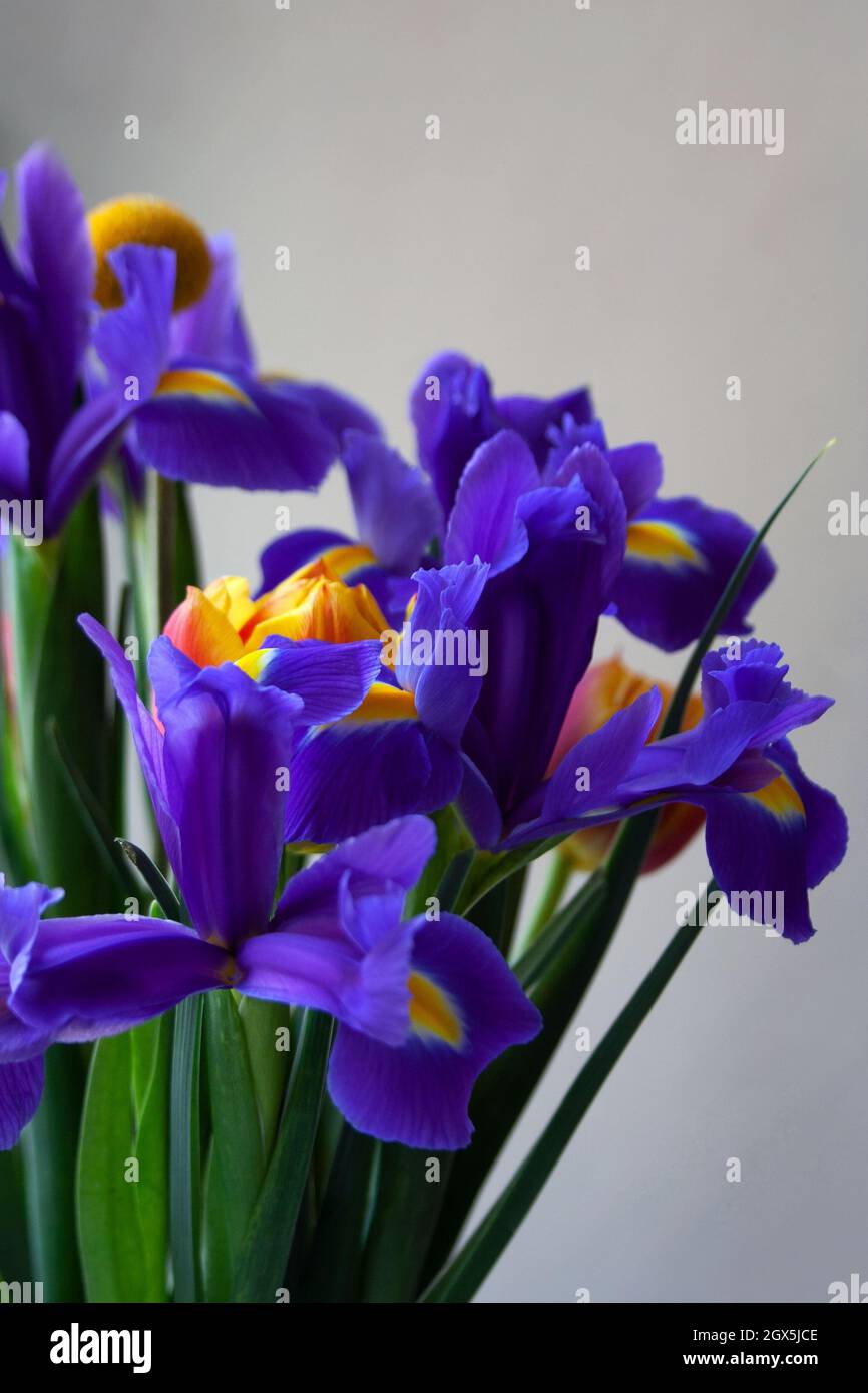 Bouquet floreale con iridi blu e tulipani arancioni da vicino Foto Stock