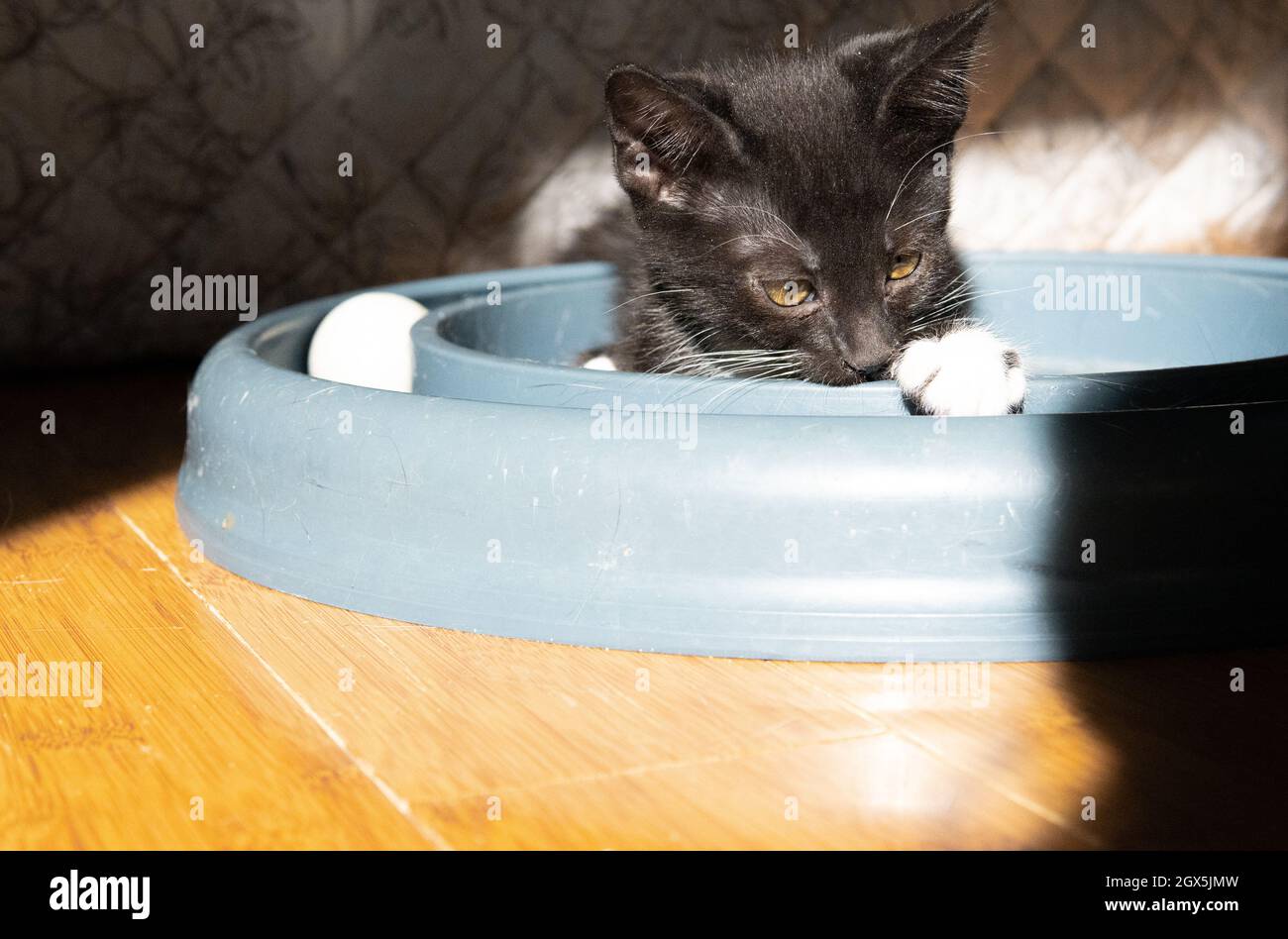Un gattino tuxedo (bianco e nero) (7 settimane) gioca con i suoi giocattoli su un pavimento di legno duro Foto Stock