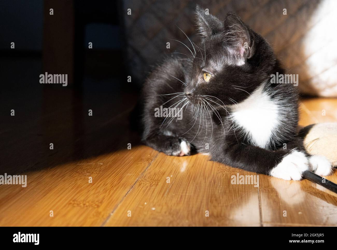 Un gattino tuxedo (bianco e nero) (7 settimane) gioca con i suoi giocattoli su un pavimento di legno duro Foto Stock