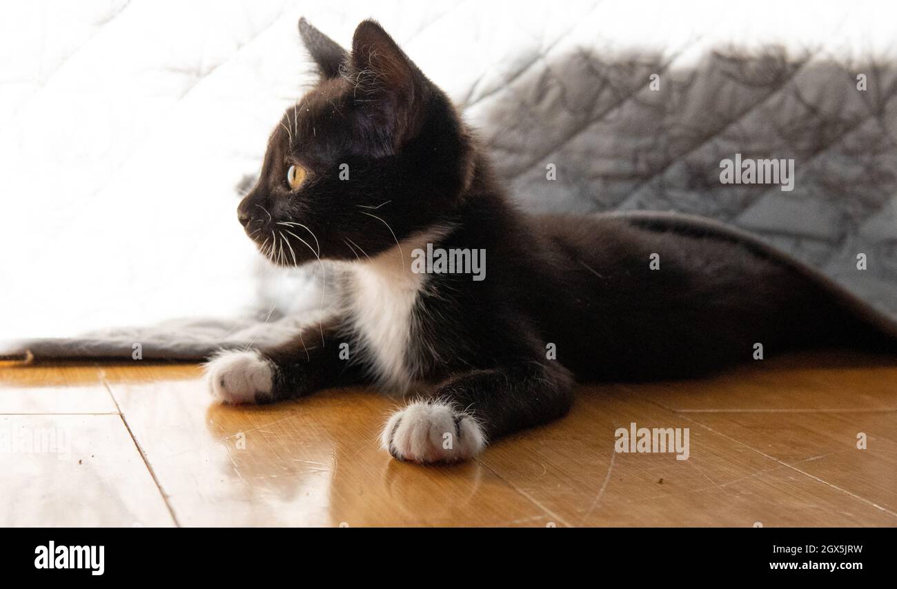 Un gattino tuxedo (bianco e nero) (7 settimane) gioca con i suoi giocattoli su un pavimento di legno duro Foto Stock