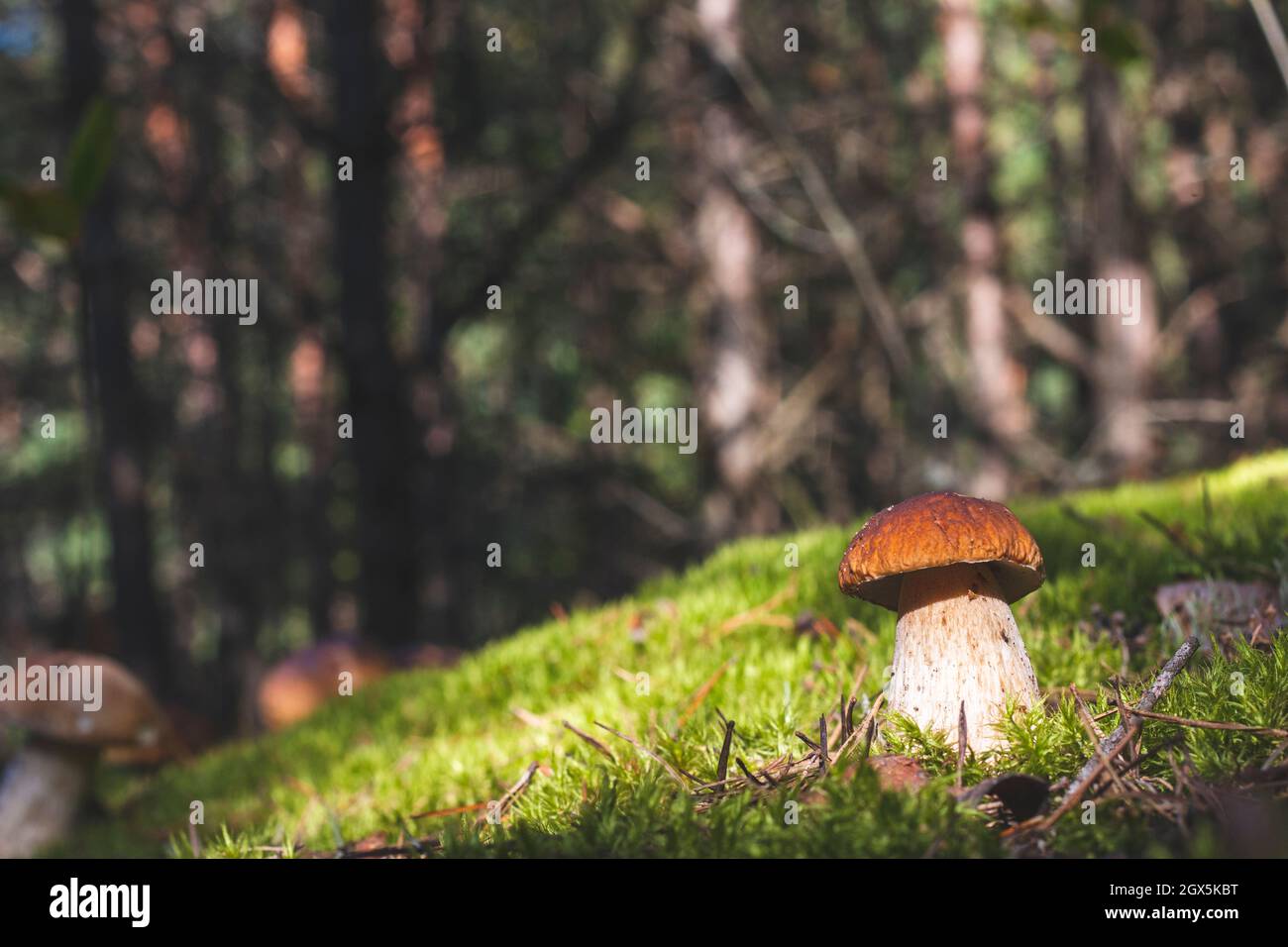 Fungo porcini marrone in bosco. Cucina reale di funghi cep. Boleto che cresce in legno selvatico Foto Stock