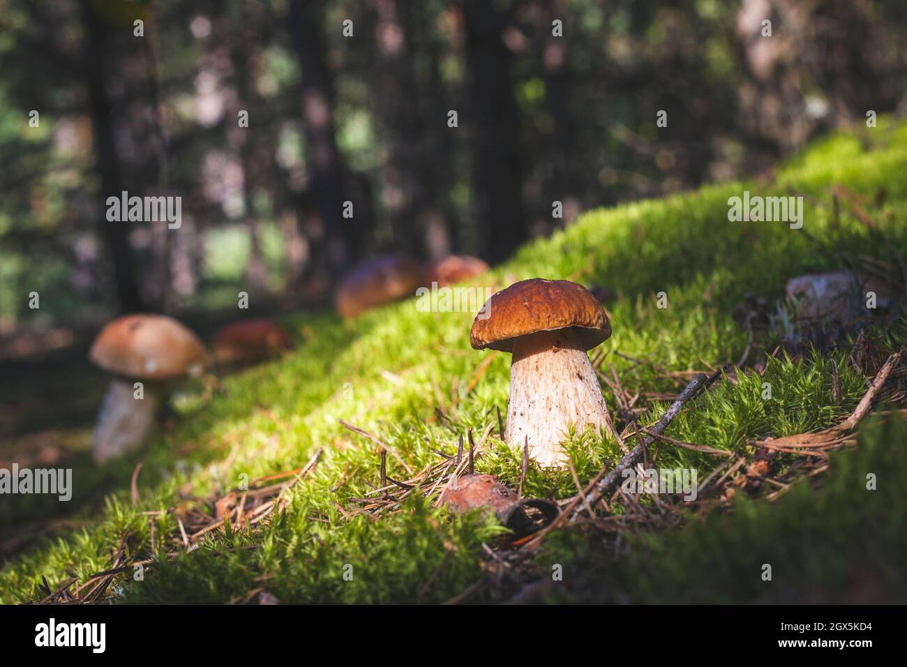 Funghi porcini di testa marroni nella foresta. Cucina reale di funghi cep. Boleto che cresce in legno selvatico Foto Stock