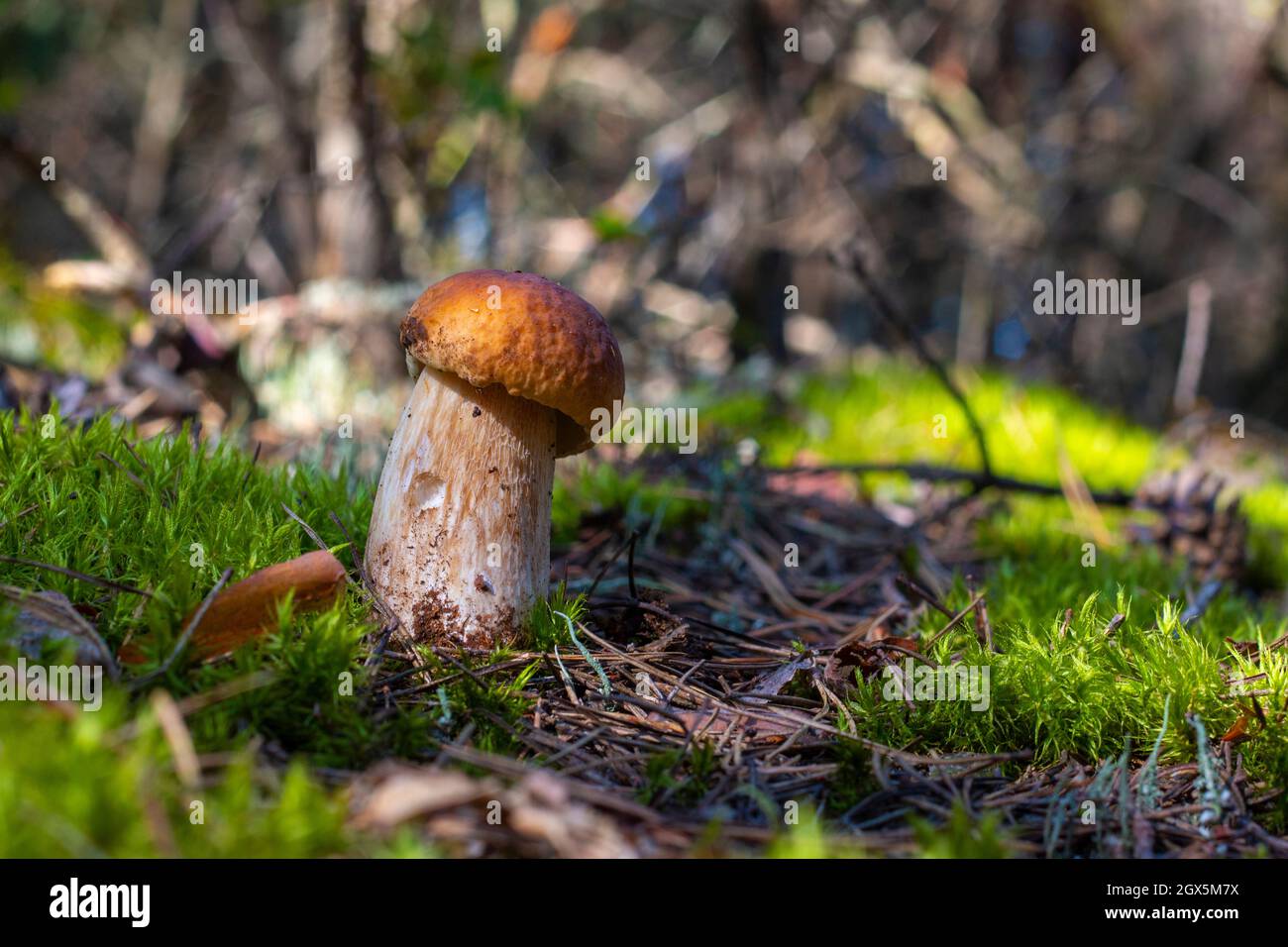 Cresce un piccolo fungo porcini. Cucina reale di funghi cep. Boleto che cresce in legno selvatico Foto Stock