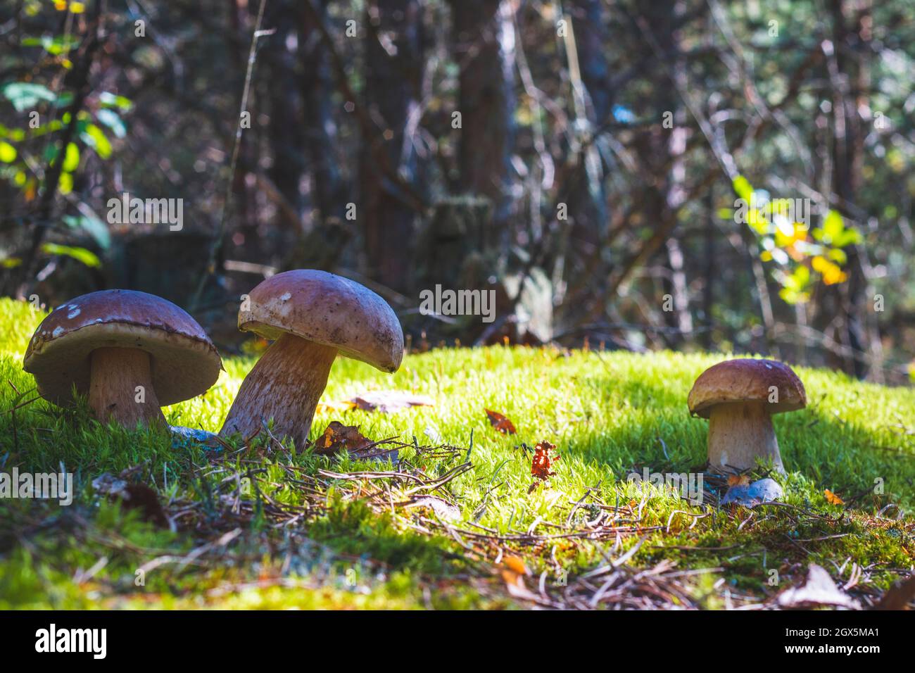 Tre grandi funghi porcini nella foresta di muschi. Cucina reale di funghi cep. Boleto che cresce in legno selvatico Foto Stock