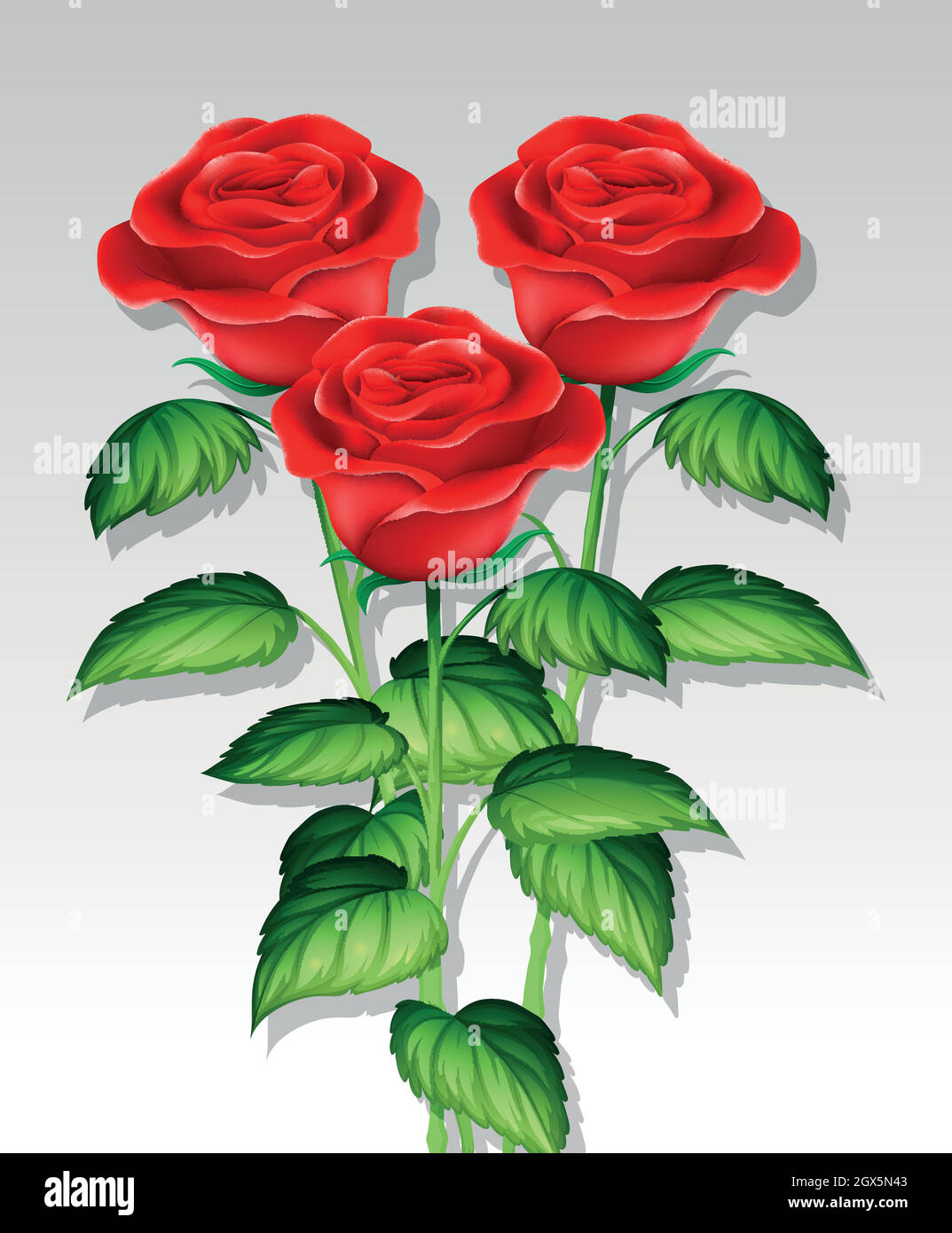 Belle rose su sfondo bianco Illustrazione Vettoriale