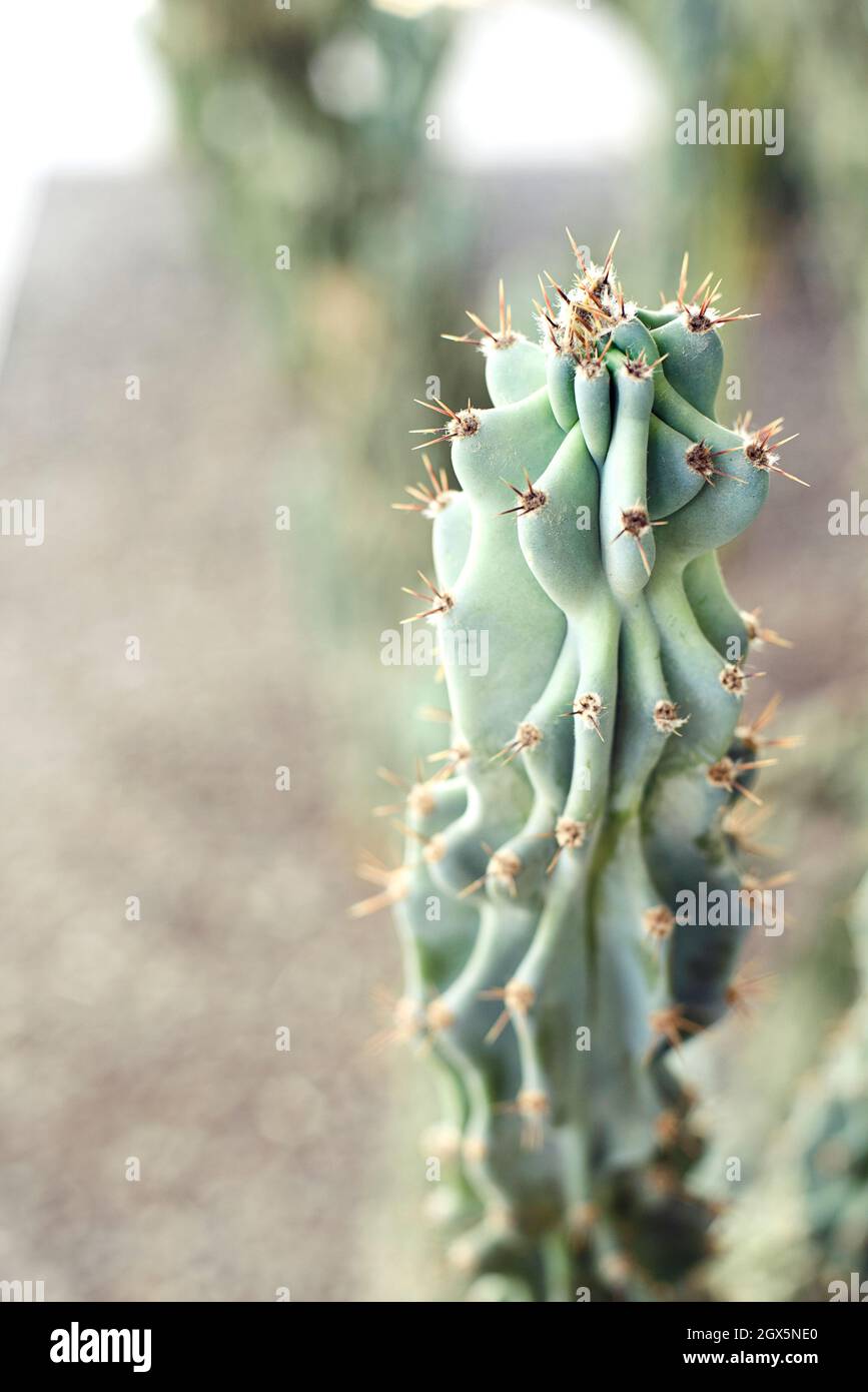 Cactus pastel prickly nel deserto Foto Stock