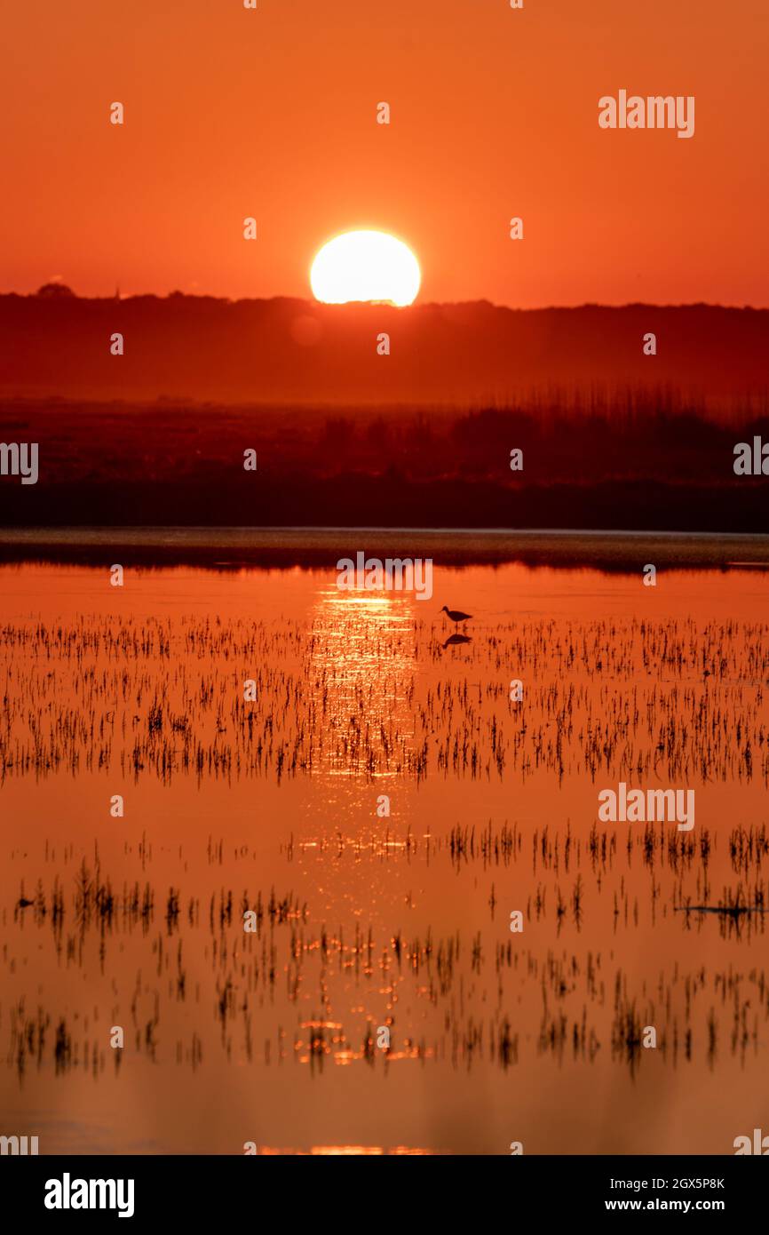 Bellissimo tramonto arancione che si riflette nelle acque paludose. Foto Stock