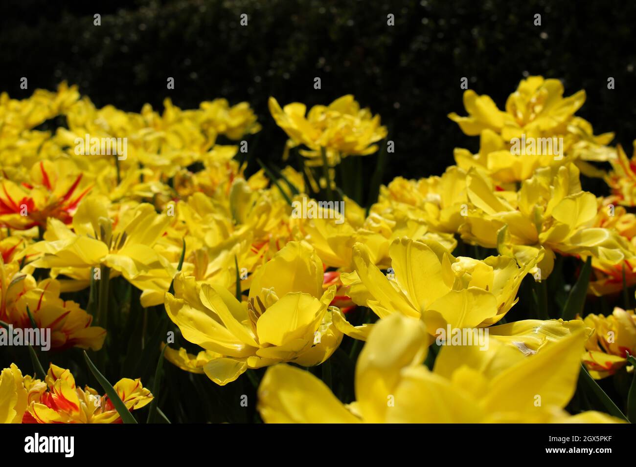 Tulipani gialli "febbre d'oro" in fiore in primavera Foto Stock