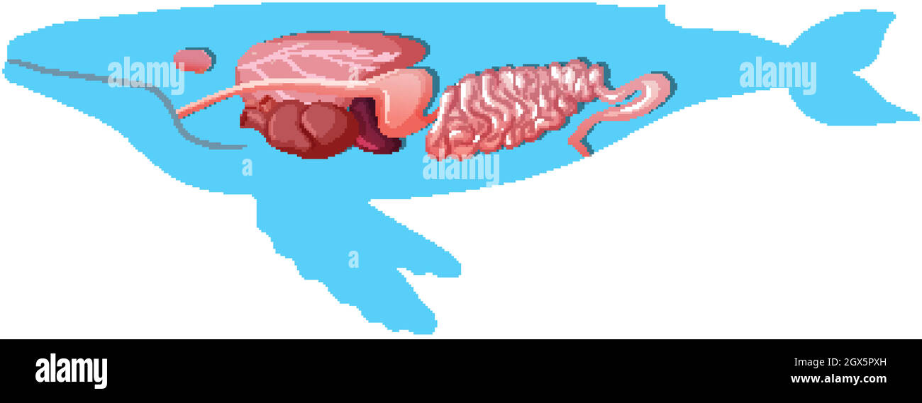 Anatomia interna di una balena isolata su sfondo bianco Illustrazione Vettoriale Anatomia interna di una balena isolata su sfondo bianco Illustrazione Vettoriale