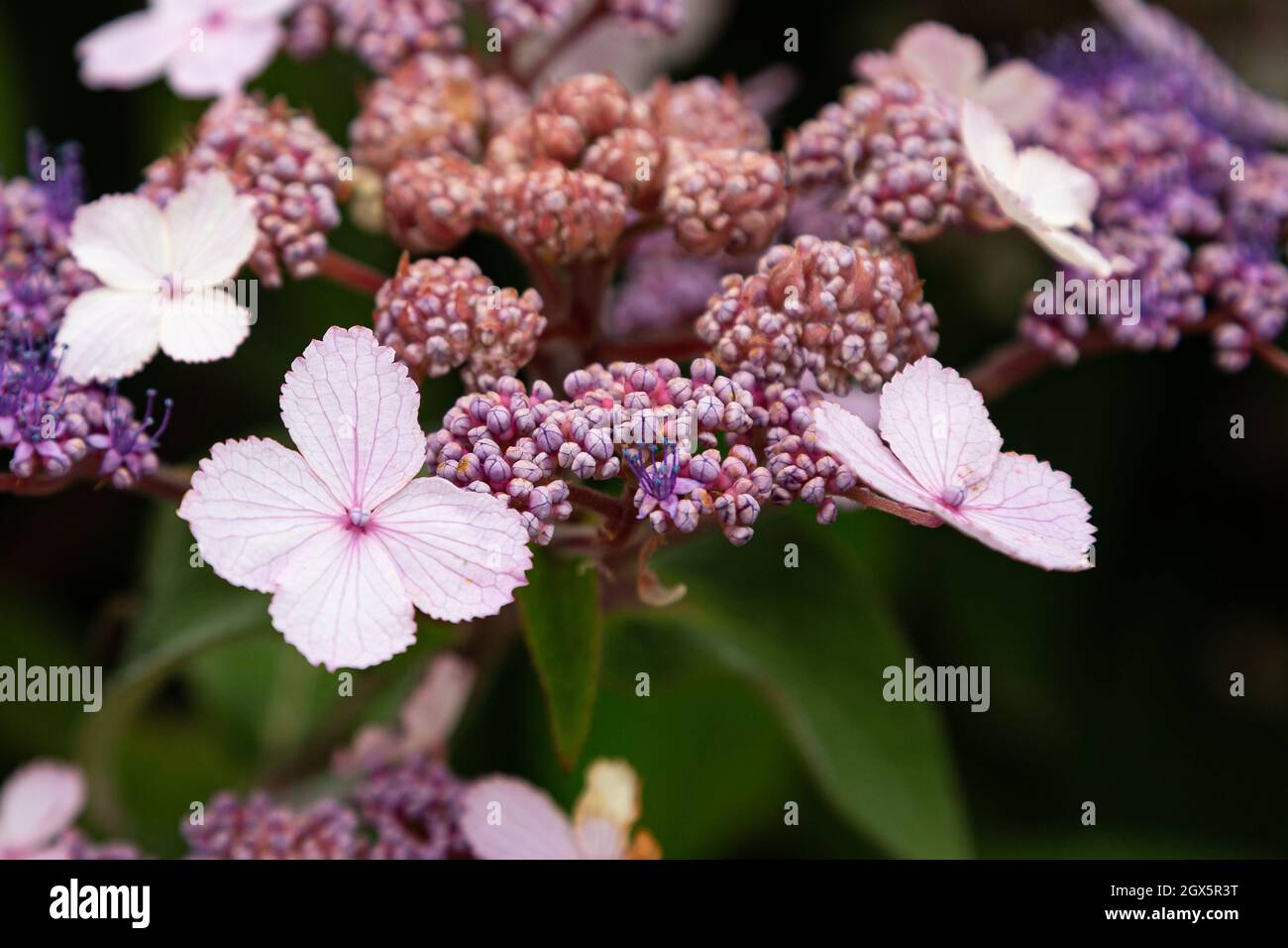Fiori rosa di Hydrangea in mostra in un giardino inglese Foto Stock