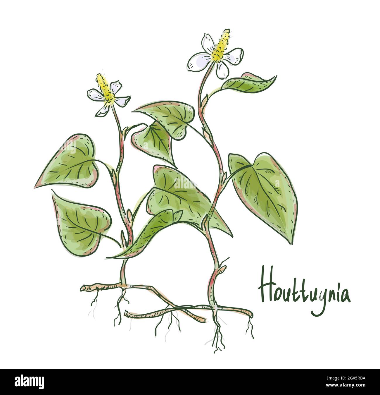 Houttuynia cordata, noto anche come menta di pesce, foglia di pesce, pianta dell'arcobaleno, pianta del camaleonte, foglia di cuore, Erba di pesce, o coda di lucertola cinese. Illustrazione vettoriale Illustrazione Vettoriale