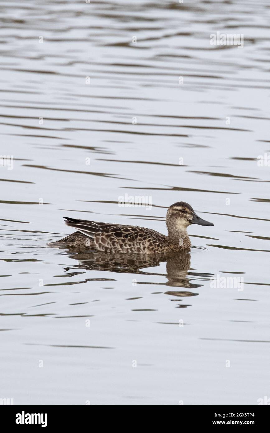 Garganey (Anas querquidula) Eclipse drake Strumpshaw Fen Norfolk GB UK Settembre 2021 Foto Stock